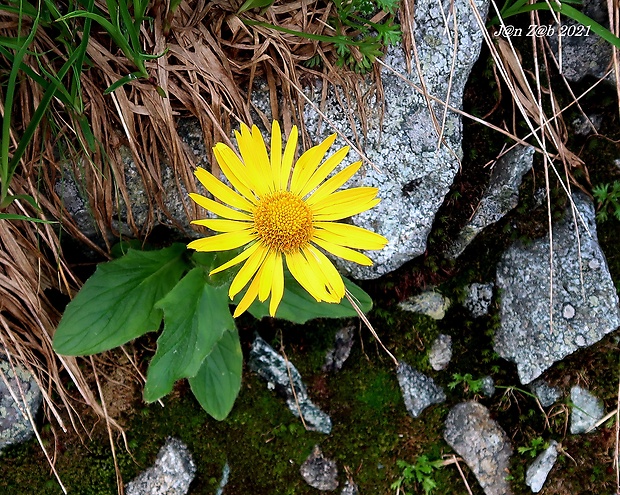 kamzičník chlpatý Doronicum stiriacum (Vill.) Dalla Torre