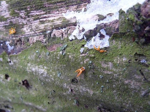 parôžkovec malý Calocera cornea (Fr.) Loud.