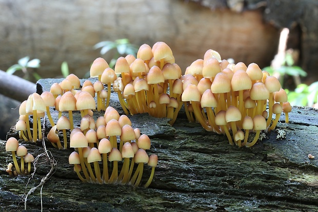 prilbička žltohlúbiková Mycena renati Quél.