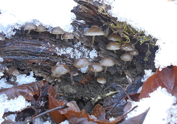 prilbička hnedosivá Mycena tintinnabulum (Paulet) Quél.