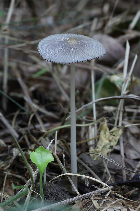 hnojník Parasola sp.