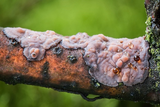 kornatka dubová Peniophora quercina (Pers.) Cooke