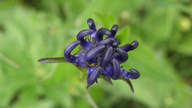 zerva hlavičkatá Phyteuma orbiculare L.