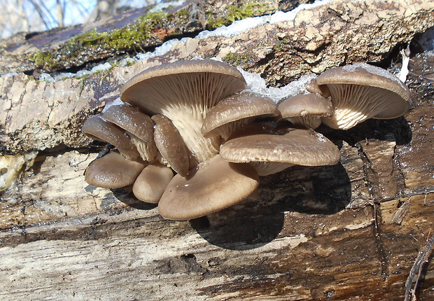 hliva ustricovitá Pleurotus ostreatus (Jacq.) P. Kumm.