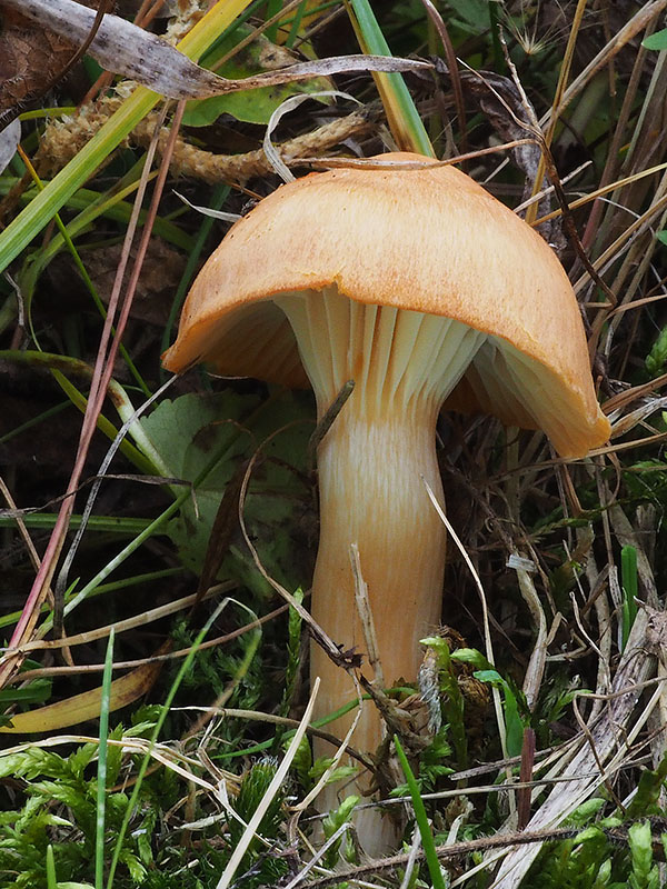 lúčnica statná Cuphophyllus pratensis (Fr.) Bon