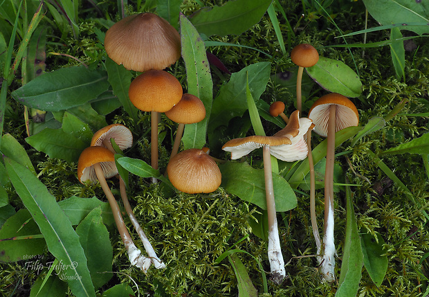 hodvábnica úhľadná Entoloma formosum (Fr.) Noordel.