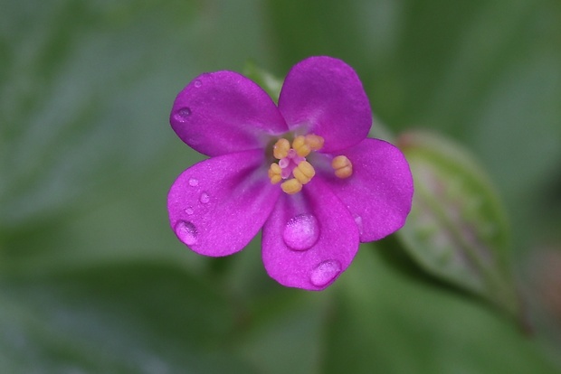 pakost lesklý Geranium lucidum L.