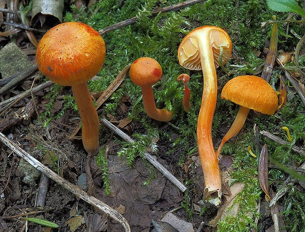 lúčnica krvavá Hygrocybe miniata (Fr.) P. Kumm.