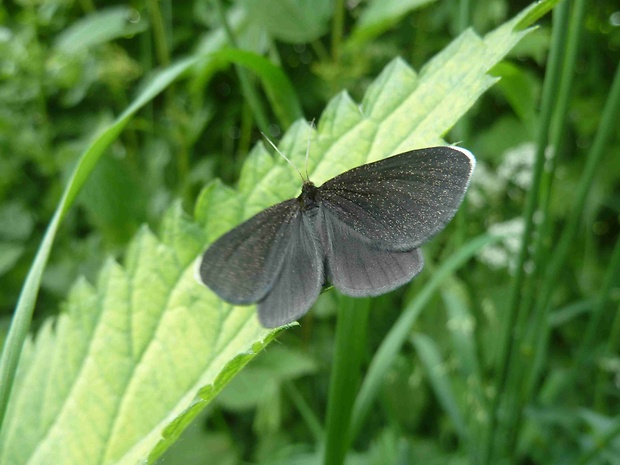 piadivka krkošková   Odezia atrata  Linnaeus 1758