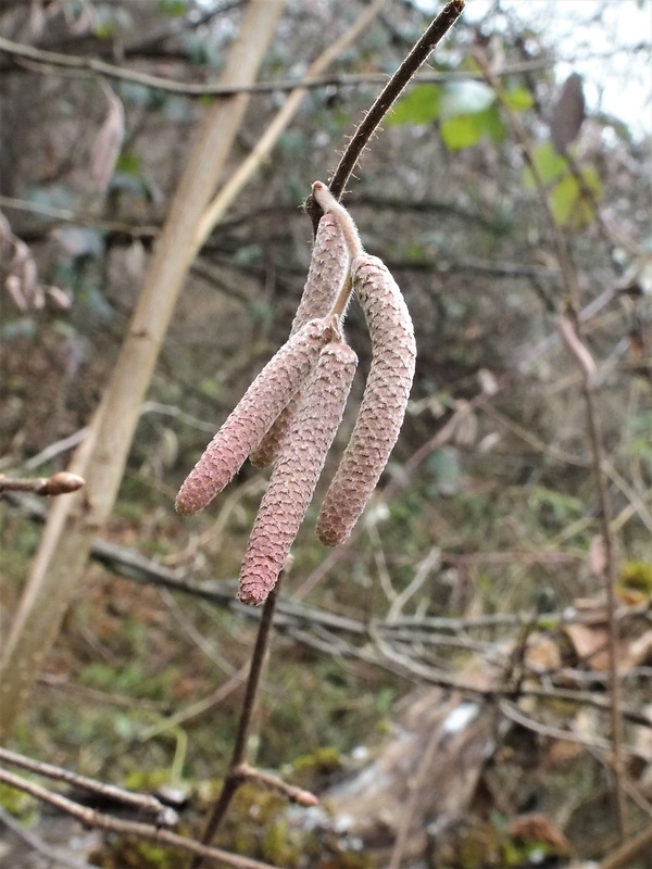 lieska obyčajná Corylus avellana L.