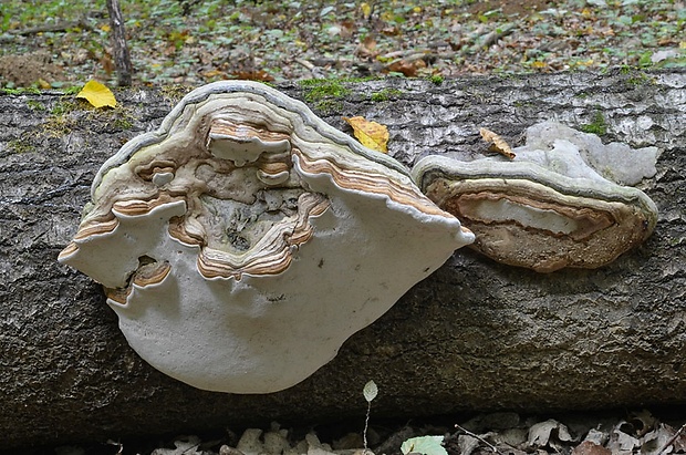 práchnovec kopytovitý Fomes fomentarius (L.) J.J. Kickx