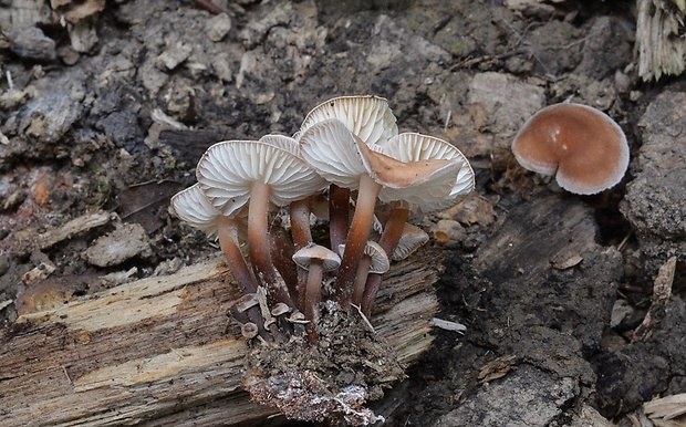 peniazovka červenohlúbiková Gymnopus erythropus (Pers.) Antonín, Halling & Noordel.