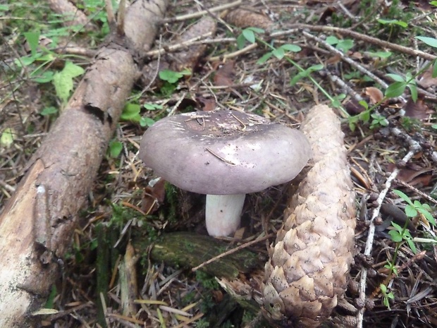 plávka olivová Russula olivacea (Schaeff.) Fr.