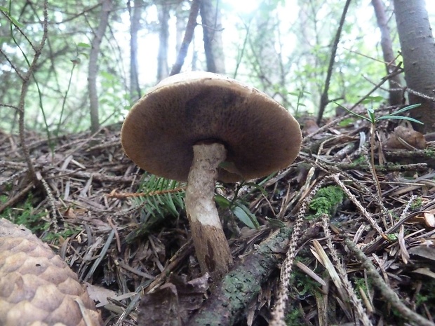 masliak lepkavý Suillus viscidus (L.) Roussel