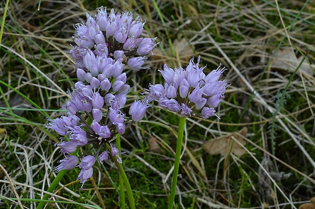 cesnak sivkastý horský Allium senescens subsp. montanum (Fr.) Holub