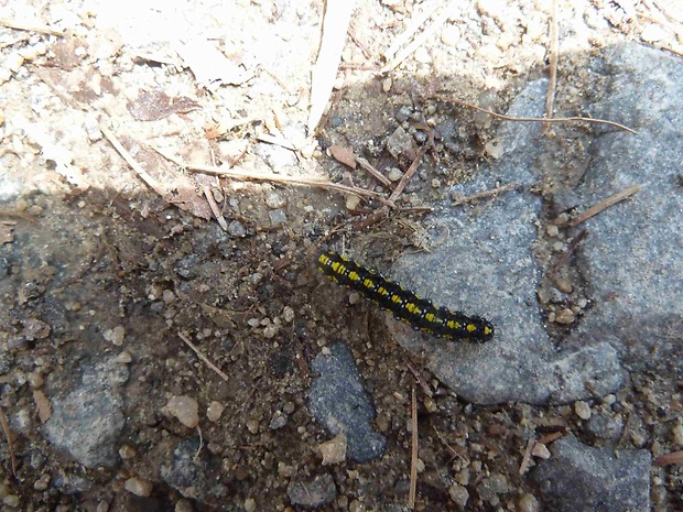 spriadač hluchavkový  Callimorpha dominula