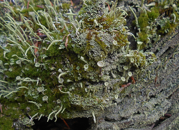 dutohlávka Cladonia sp.