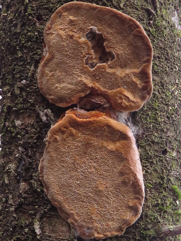 ohňovec slivkový Phellinus pomaceus (Pers.) Maire