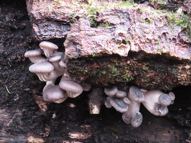 hliva ustricovitá Pleurotus ostreatus (Jacq.) P. Kumm.