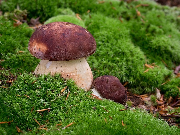 hríb sosnový Boletus pinophilus Pil. et Dermek in Pil.