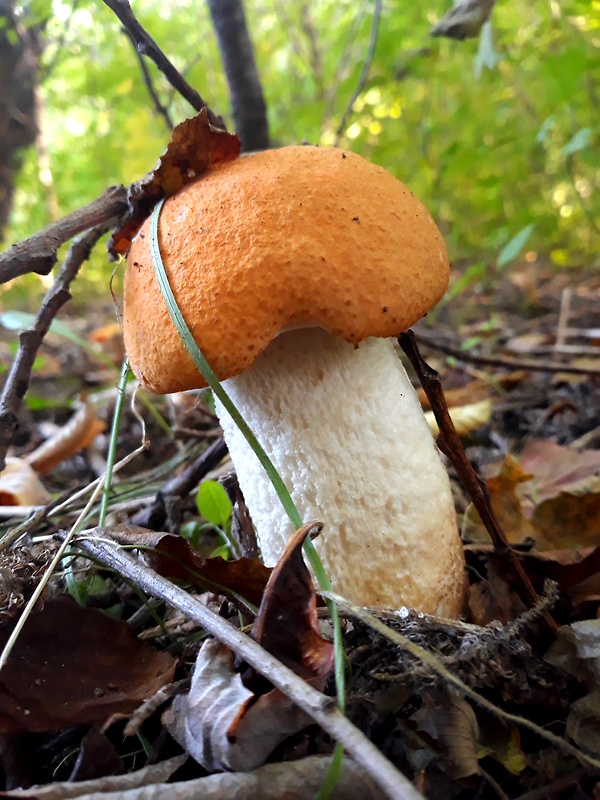 kozák osikový Leccinum albostipitatum den Bakker & Noordel.