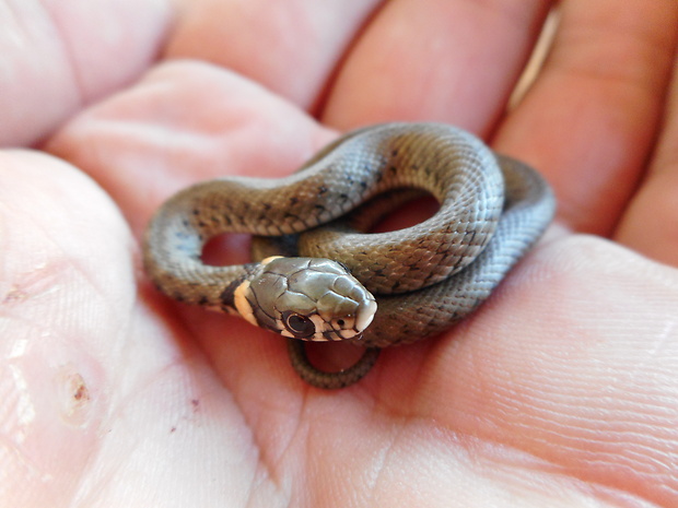 užovka obojková Natrix natrix