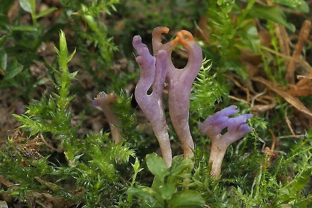 pastrapačka fialová Ramariopsis pulchella (Boud.) Corner