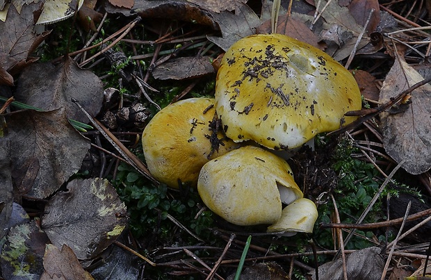 čírovka ihličinová Tricholoma arvernense Bon