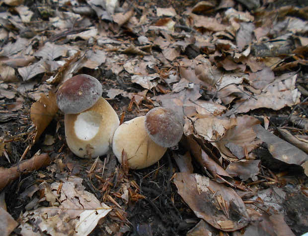 hríb dubový Boletus reticulatus Schaeff.