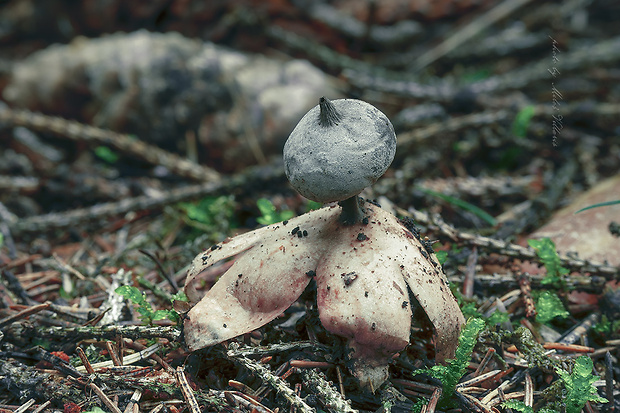 hviezdovka dlhokrčková Geastrum pectinatum Pers.