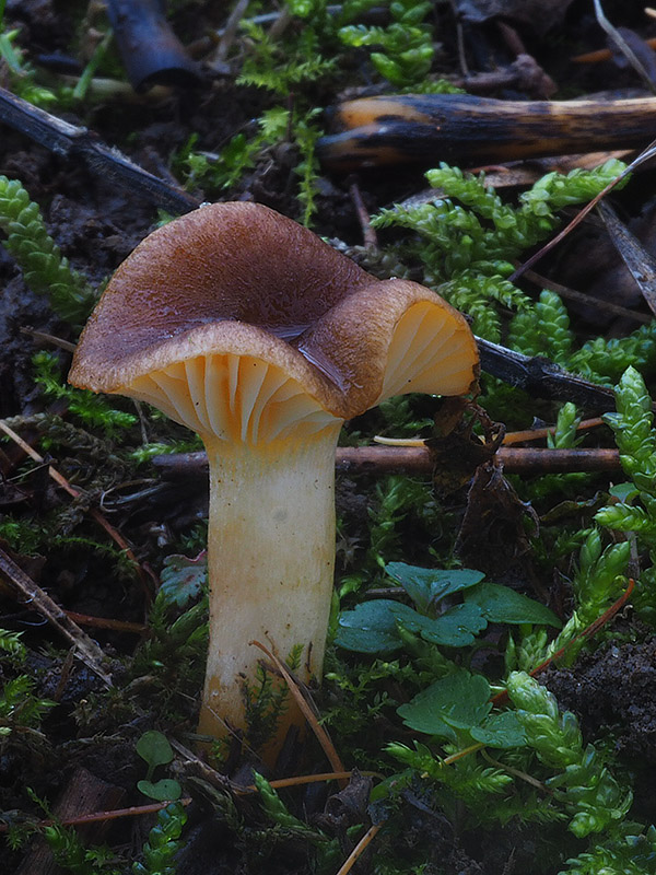 šťavnačka mrazová Hygrophorus hypothejus (Fr.) Fr.