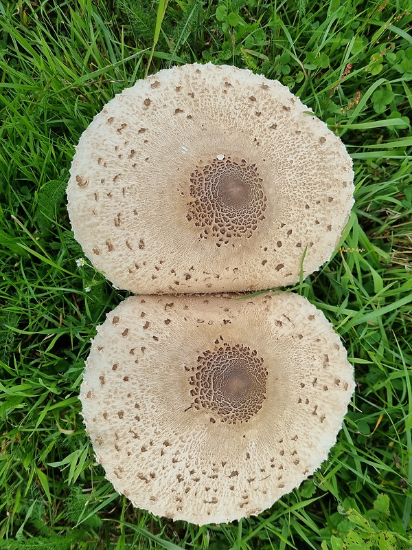 bedľa vysoká Macrolepiota procera (Scop.) Singer