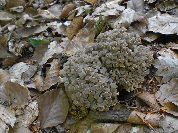 trúdnik klobúčkatý Polyporus umbellatus (Pers.) Fr.