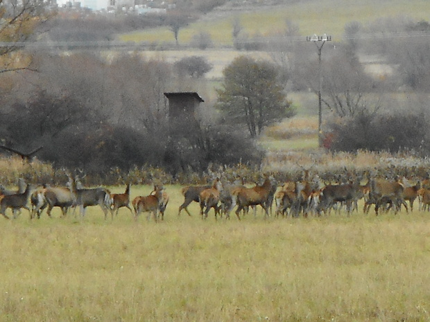 jeleň lesný Cervus elaphus