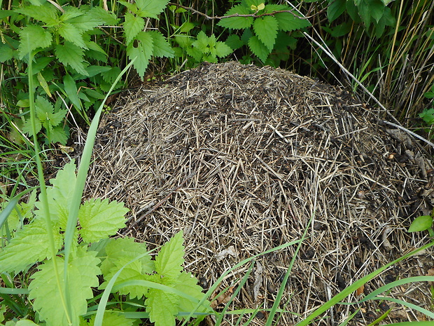 mravec lesný Formica rufa