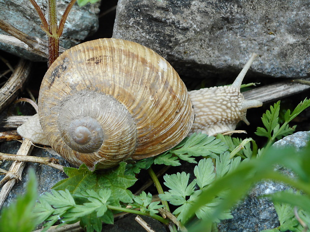 slimák záhradný Helix pomatia