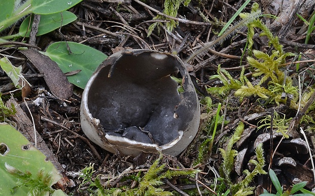 chriapač sosnový Helvella leucomelaena (Pers.) Nannf.