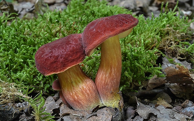 suchohríb karmínový Hortiboletus rubellus (Krombh.) Simonini, Vizzini & Gelardi