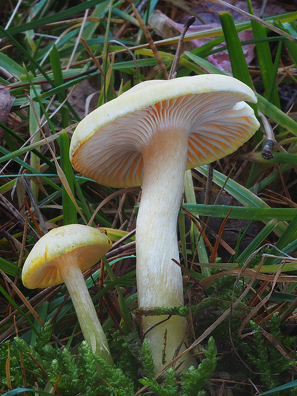 šťavnačka smrekovcová Hygrophorus lucorum Kalchbr.