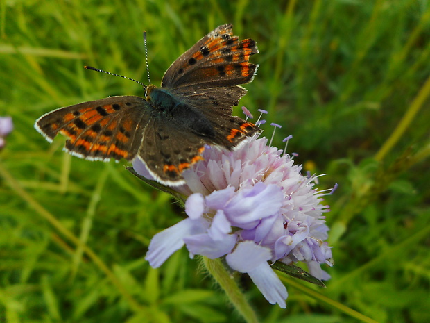 ohniváčik čiernoškvrnný Lycaena tityrus