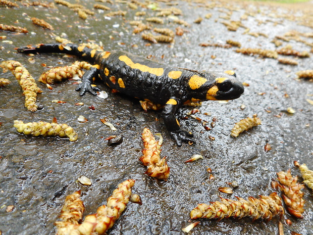 salamandra škvrnitá Salamandra salamandra