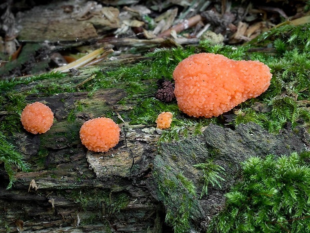 jahodník sasankovitý Tubifera ferruginosa (Batsch) J.F. Gmel.