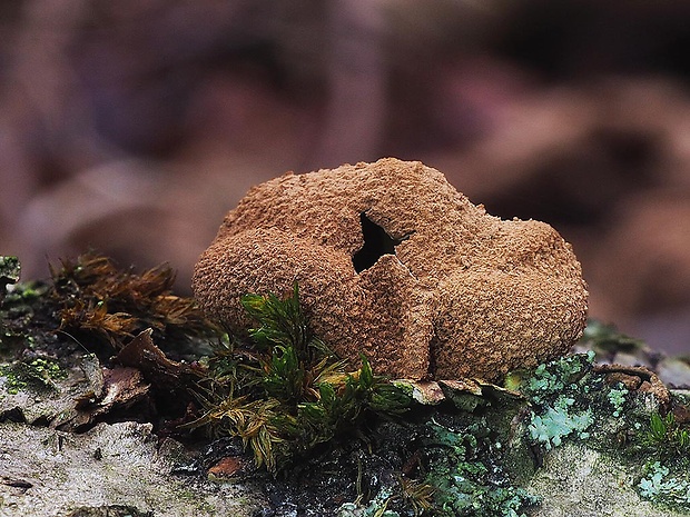 dutinovka otrubnatá Encoelia furfuracea (Roth) P. Karst.