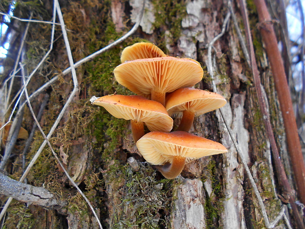 plamienka Flammulina sp.