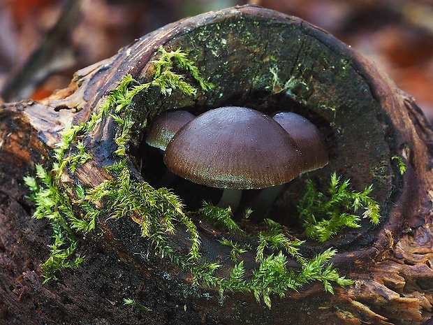 prilbička hnedosivá Mycena tintinnabulum (Paulet) Quél.