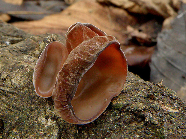 uchovec bazový Auricularia auricula-judae (Bull.) Quél.