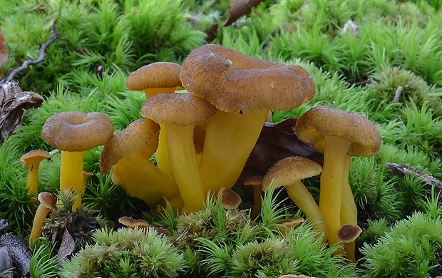 kuriatko lievikovité Craterellus tubaeformis (Fr.) Quél.