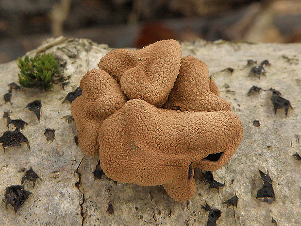 dutinovka otrubnatá Encoelia furfuracea (Roth) P. Karst.