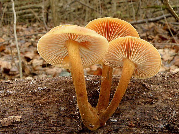 plamienka Flammulina sp.