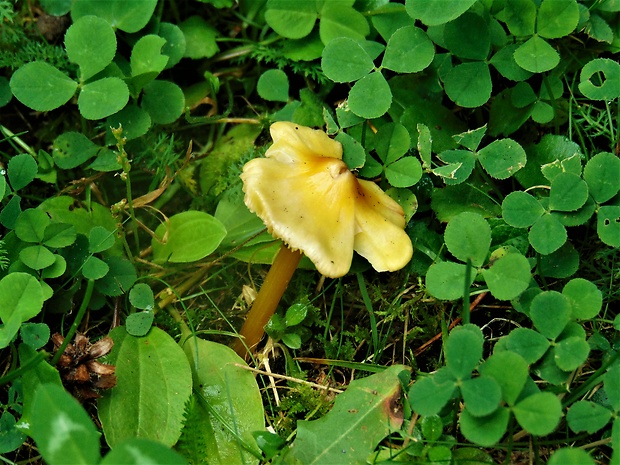 lúčnica Hygrocybe sp.